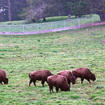 A picture of American Bison eating grass