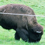 The Buffalo Paddock is located near Spreckles Lake in Golden Gate Park.