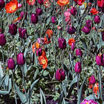 Tulips in bloom at the Queen Wilhemina Tulip Garden.